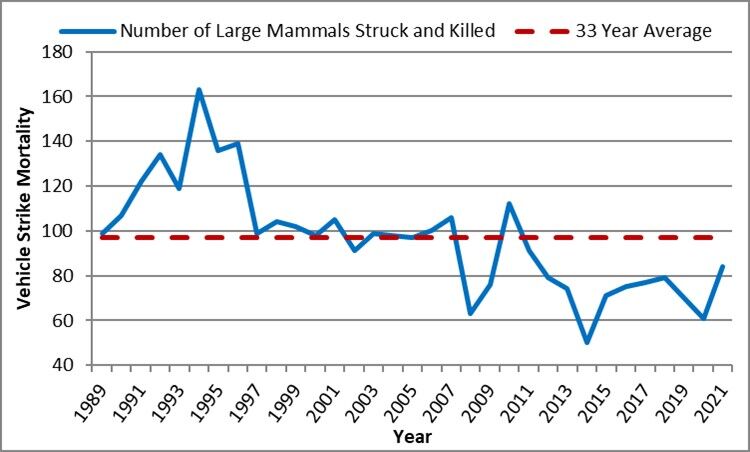 Land vehicle collisions in Yellowstone